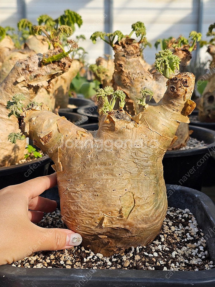 씨포스템마 우터 (아프리카식물/코덱스)--3